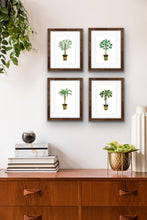 Load image into Gallery viewer, Chinese Fan Palm Tree Botanical Print