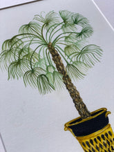 Load image into Gallery viewer, Chinese Fan Palm Tree Botanical Print