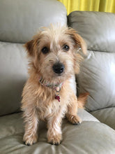 Load image into Gallery viewer, Personalised pet portrait