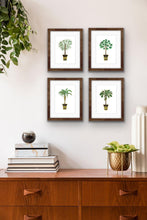 Load image into Gallery viewer, Chinese Fan Palm Tree Botanical Print
