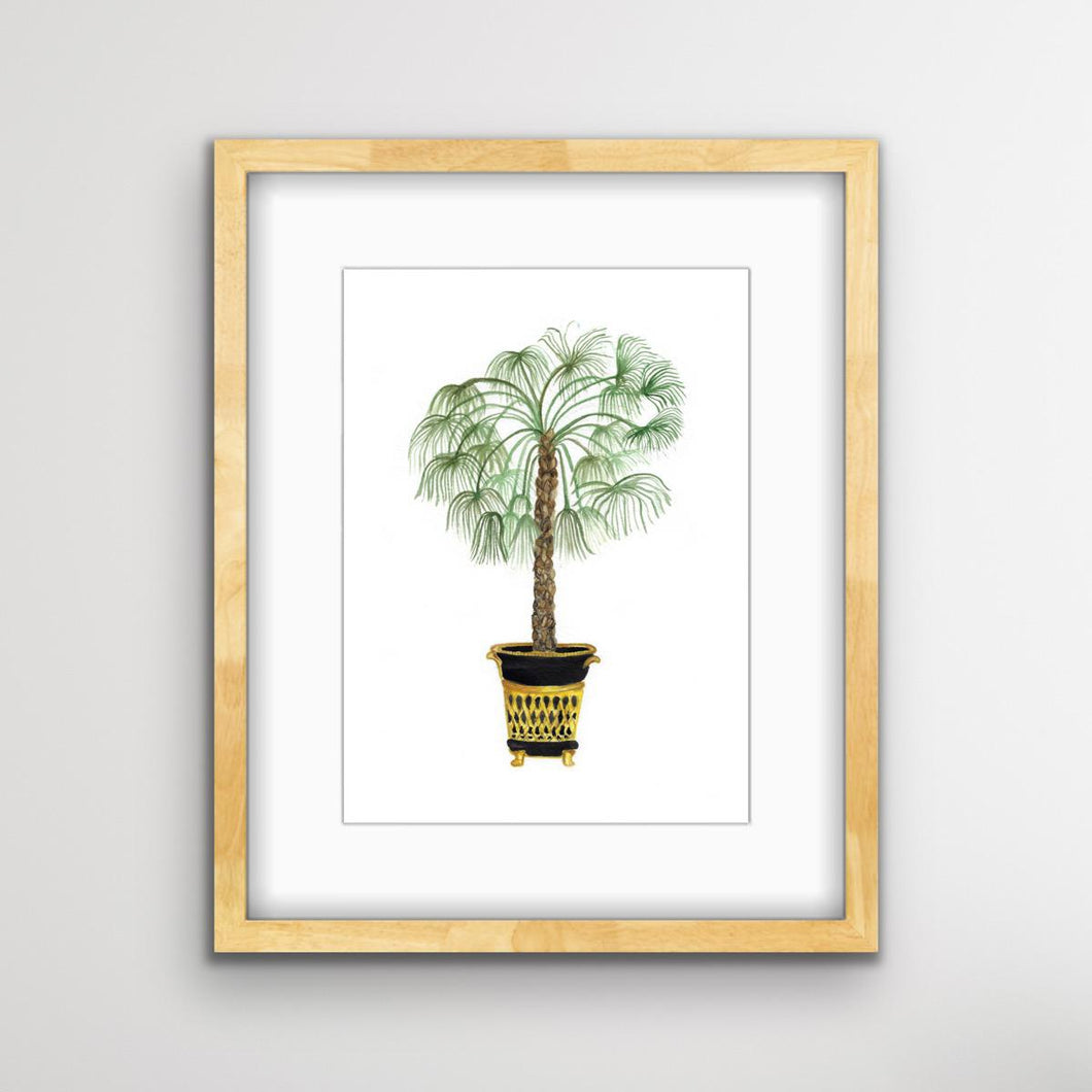 Chinese Fan Palm Tree Botanical Print
