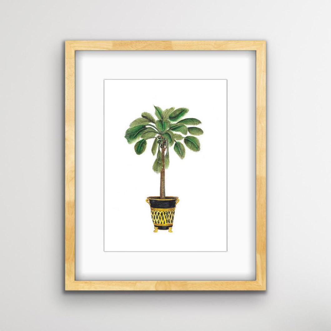Coconut Palm Tree Botanical Print